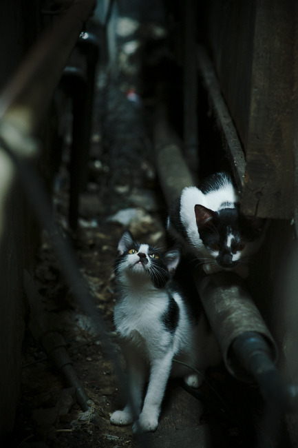 开云体育登入-中国女足规划引入外籍体能教练强化核心力量训练，中国女足外教都是谁