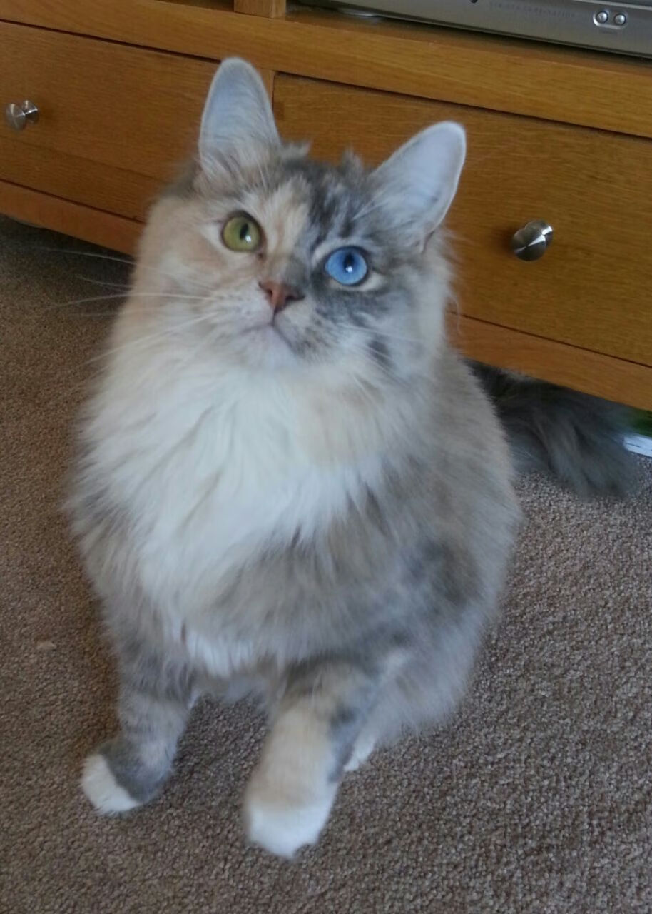 开云体育平台-伊丽莎白·德克斯赛后分享备赛心得，德雷克伊丽莎白女王